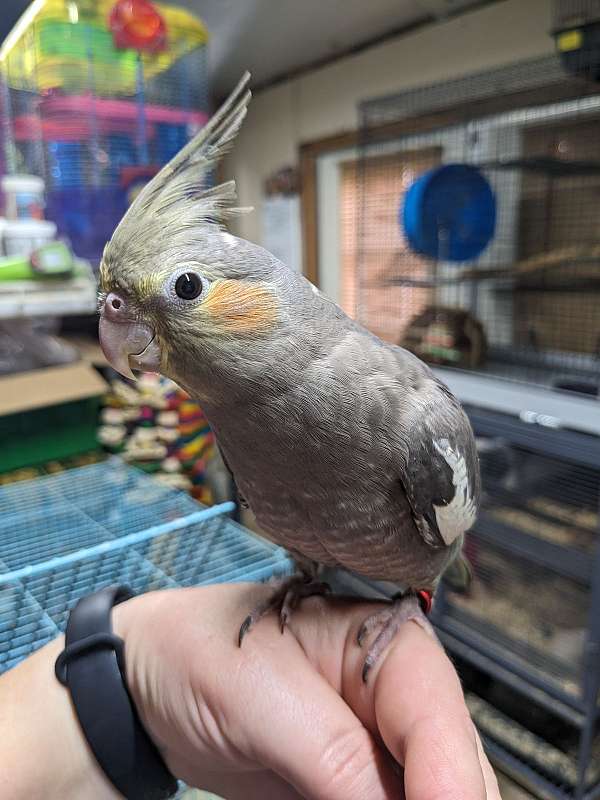 grey-bird-for-sale-in-spring-hill-fl