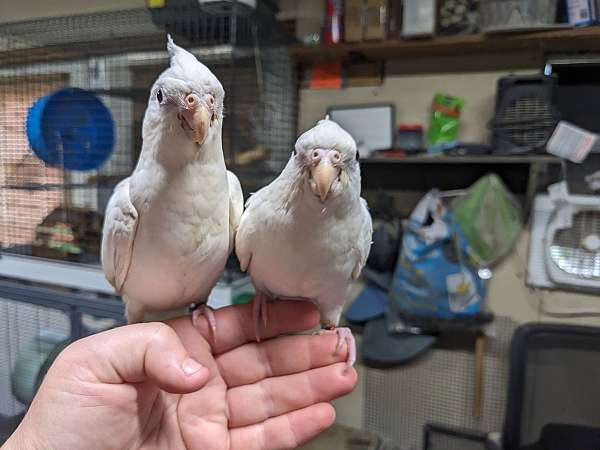 cockatiel-for-sale