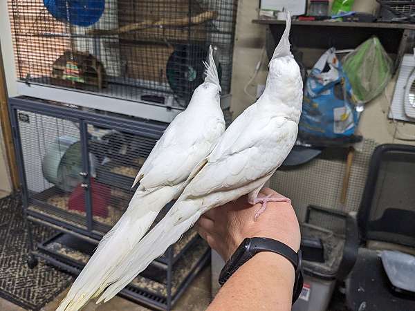 male-female-bird-for-sale-in-spring-hill-fl