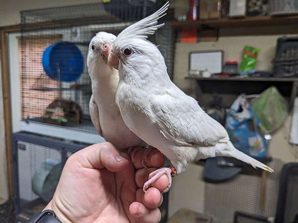 cockatiel-for-sale-in-spring-hill-fl