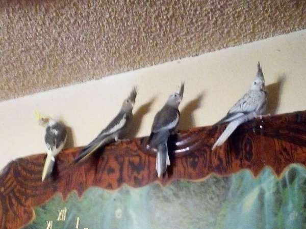 pied-bird-for-sale-in-tacoma-wa