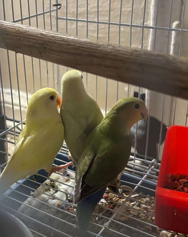 lovebird-for-sale