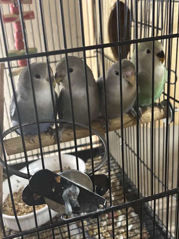 lovebird-for-sale