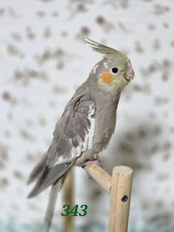 cockatiel-for-sale