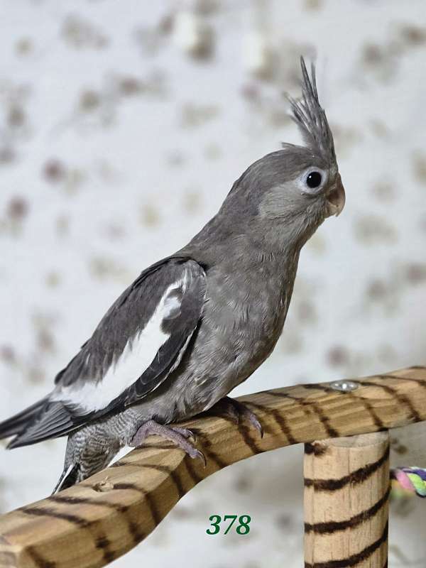 cockatiel-for-sale