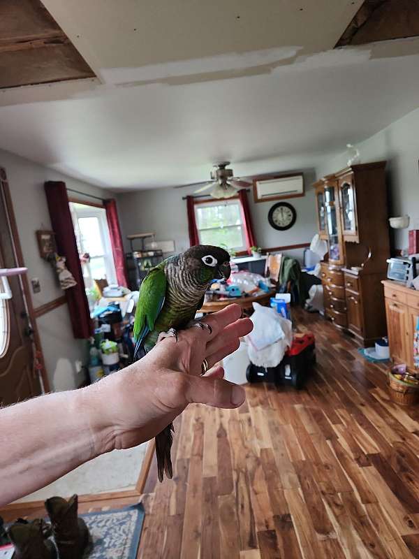 green-cheek-conure-for-sale
