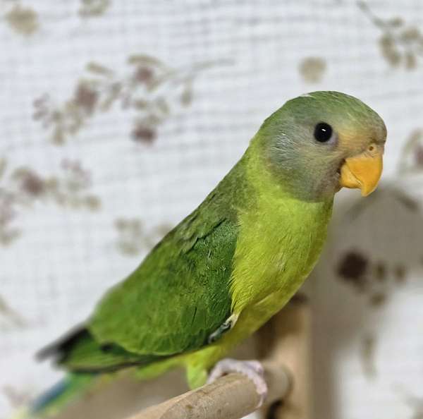 green-purple-cockatiel-parakeet-for-sale