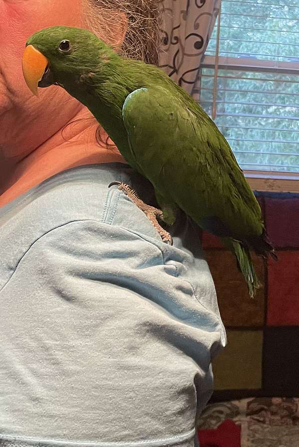 solomon-island-eclectus-parrots-for-sale