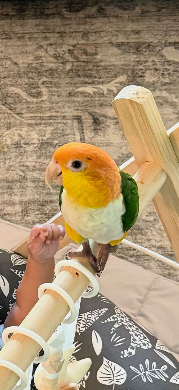 white-bellied-caique-for-sale-in-maryland