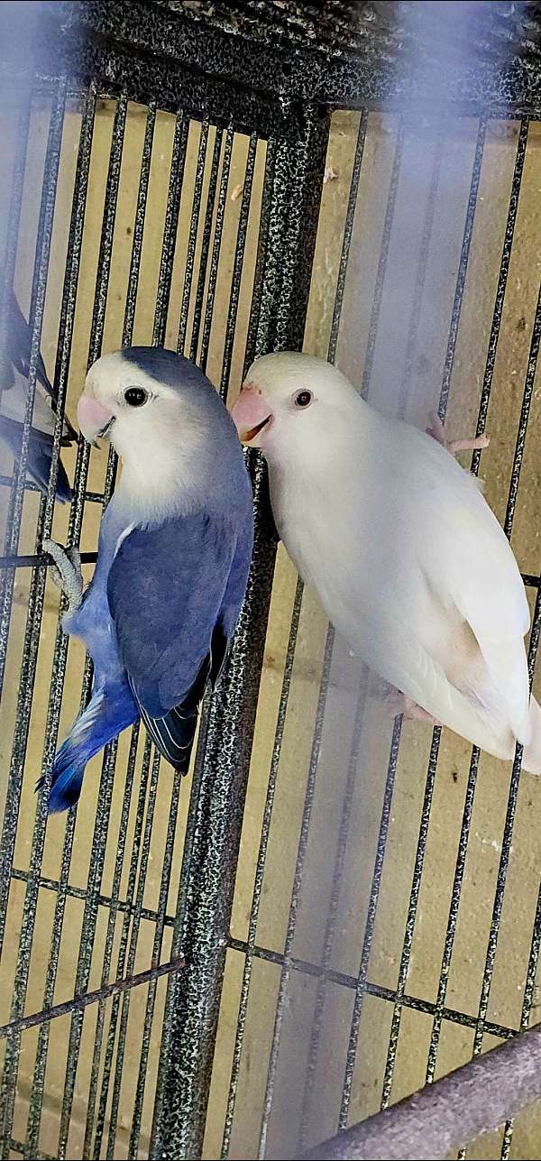 peach-faced-lovebird-for-sale