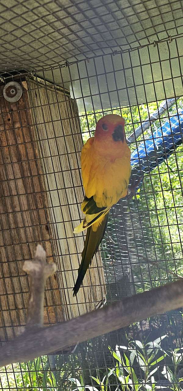 sun-conure-for-sale