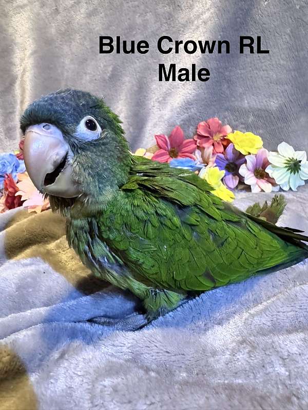 blue-crown-conure-for-sale-in-trafford-pa