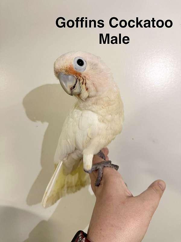 goffin-cockatoo-for-sale-in-trafford-pa