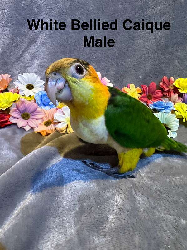 white-bellied-caique-for-sale-in-trafford-pa