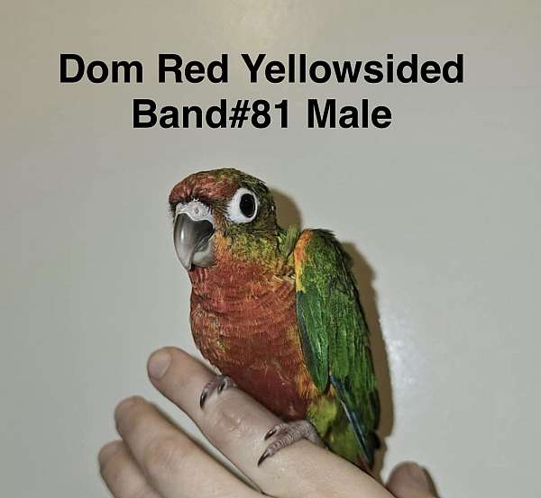 green-cheek-conure-for-sale-in-trafford-pa