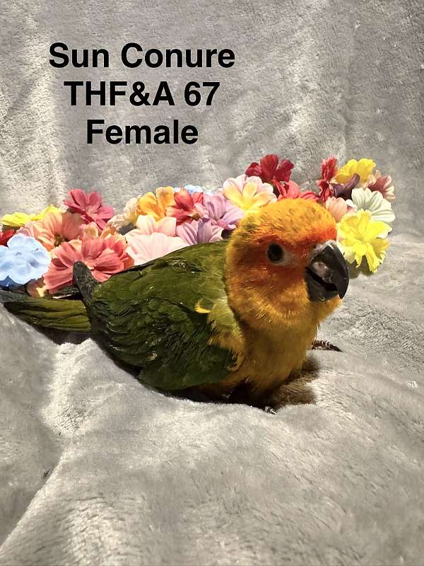 sun-conure-for-sale-in-trafford-pa