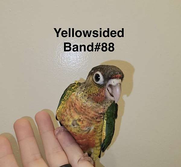 bird-for-sale-in-trafford-pa