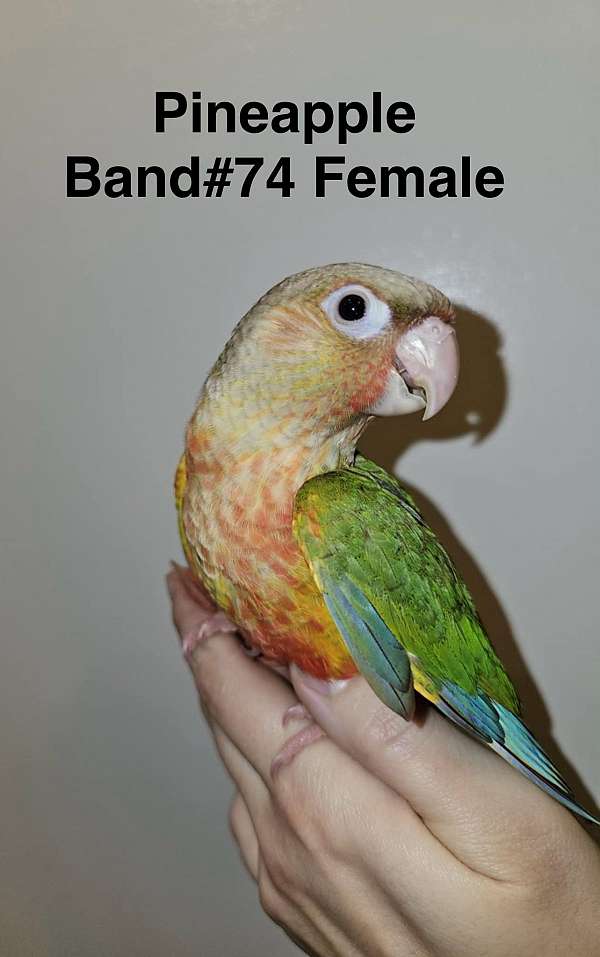 baby-bird-for-sale-in-trafford-pa