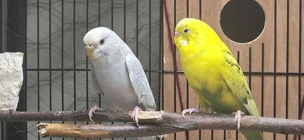 bird-for-sale-in-medford-or