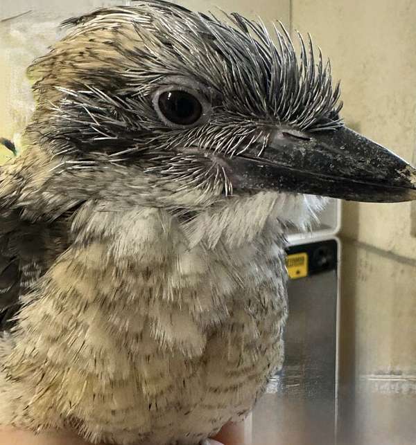 soft-bills-other-for-sale