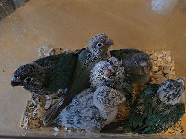 cinnamon-green-bird-for-sale-in-bradford-pa