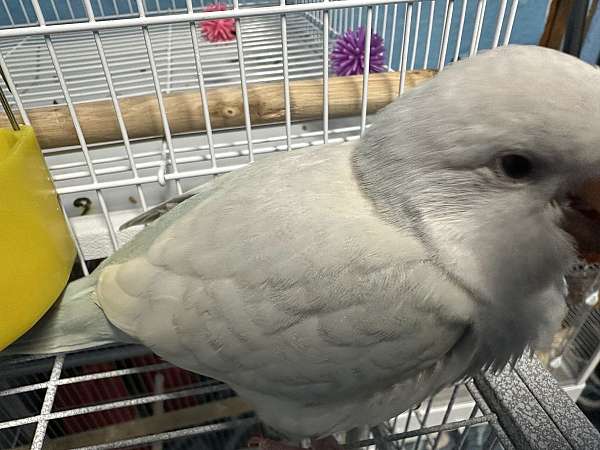 blue-red-bird-for-sale-in-south-carolina