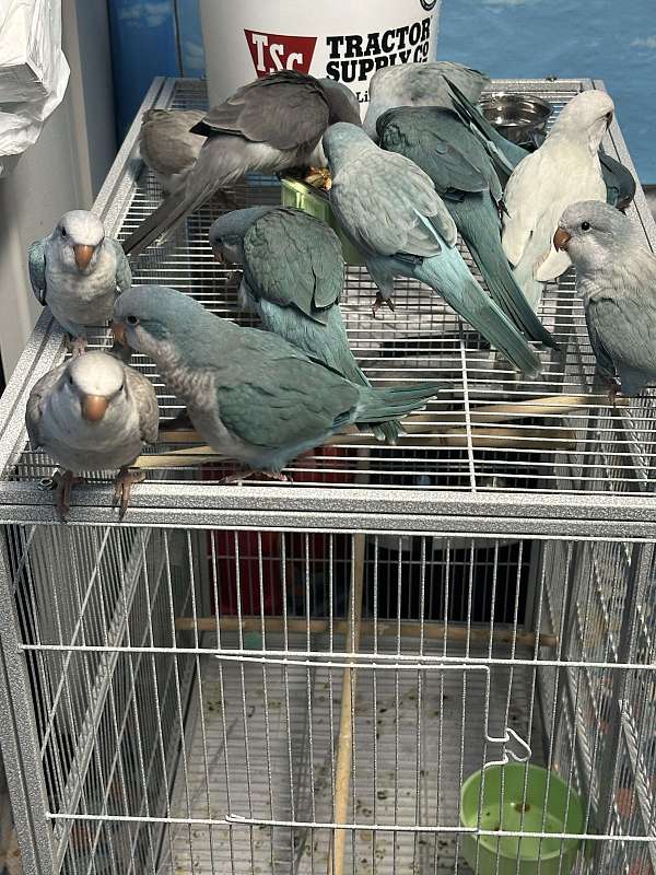 blue-green-bird-for-sale-in-south-carolina