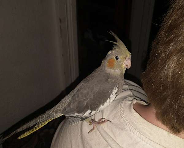 baby-bird-for-sale-in-freeland-pa