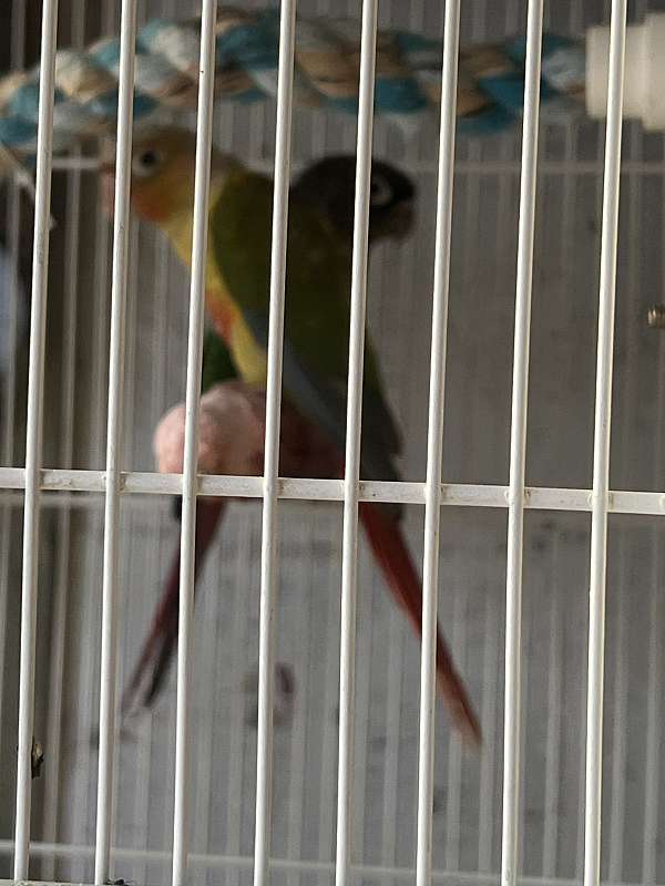 conure-for-sale