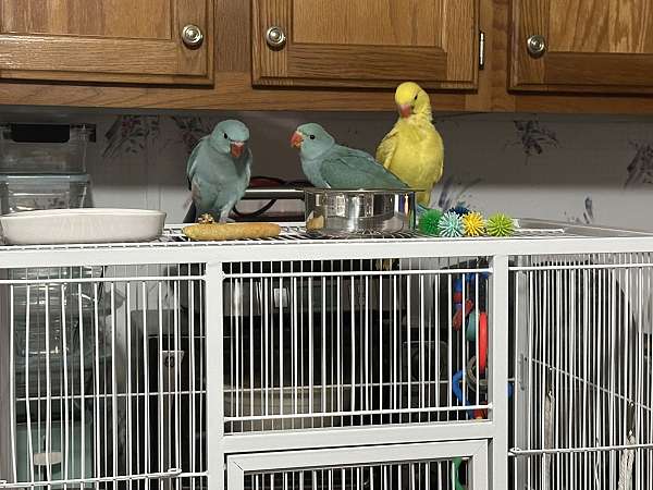 parrot-for-sale