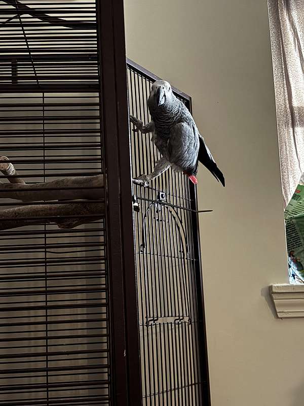 african-grey-parrot-for-sale