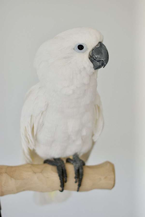 umbrella-cockatoo-for-sale-in-west-st-paul-mn
