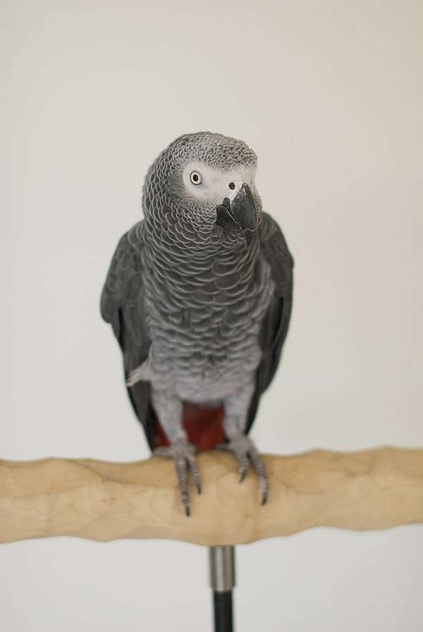 grey-red-conure-for-sale