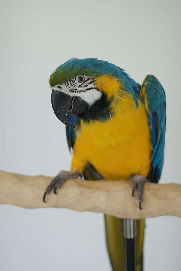 adult-bird-for-sale-in-west-st-paul-mn