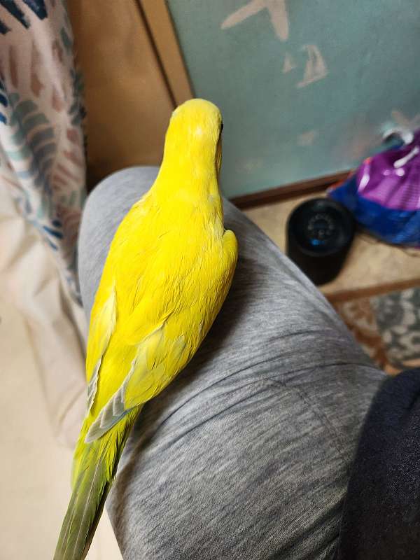 quaker-parrots-for-sale
