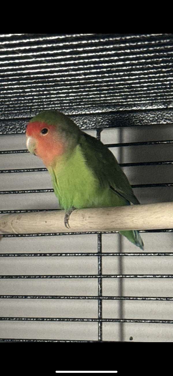 lovebird-for-sale-in-navarre-fl