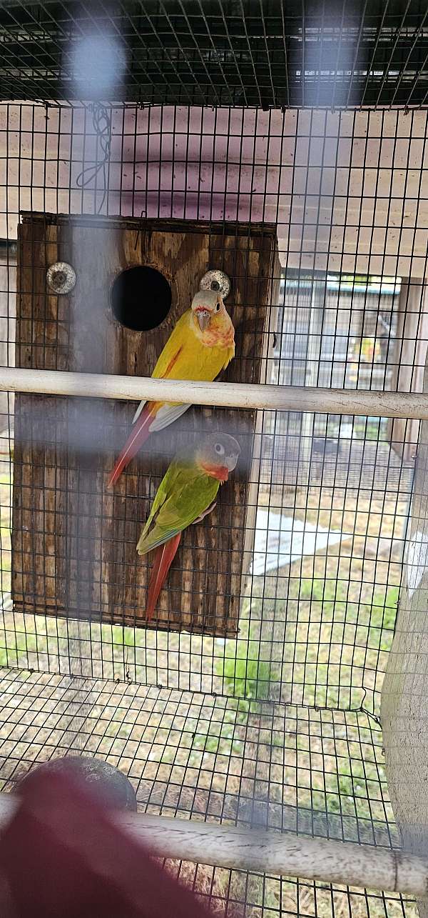 bird-for-sale-in-florida