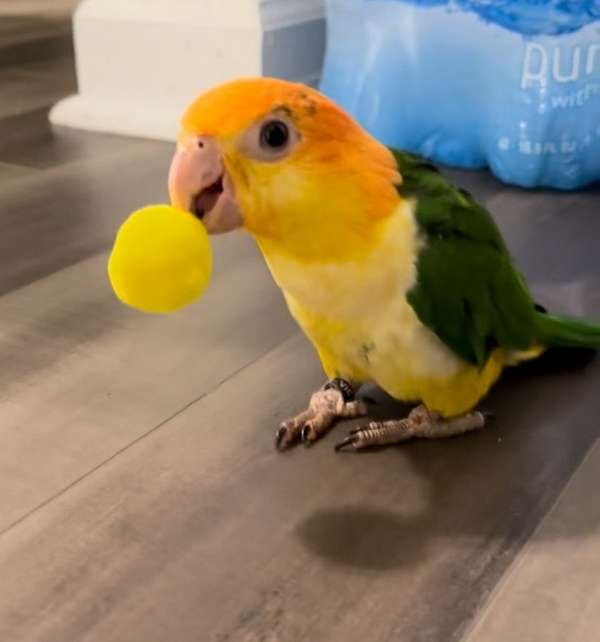 baby-bird-for-sale-in-snellville-ga