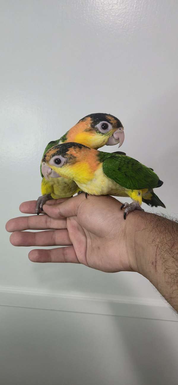 caique-for-sale