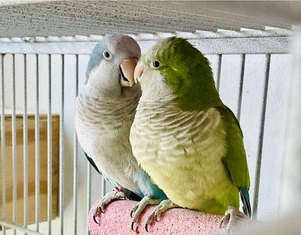 quaker-parrots-for-sale-in-rising-sun-md