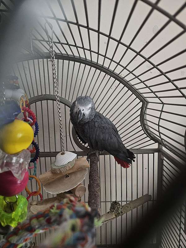 grey-bird-for-sale-in-conroe-tx