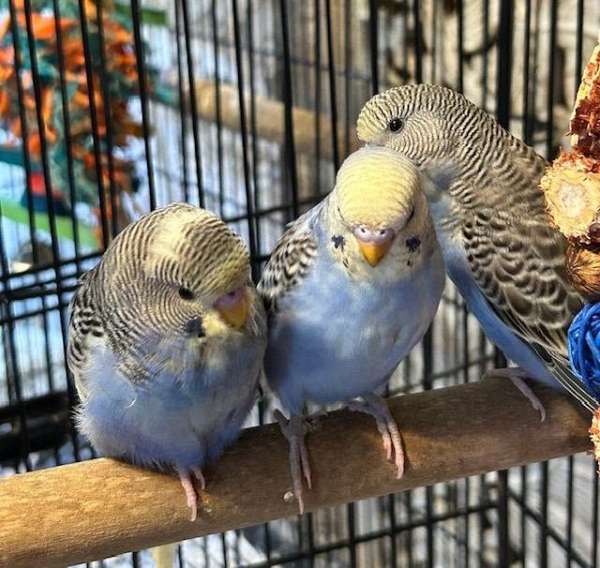 budgerigar-parakeet-for-sale
