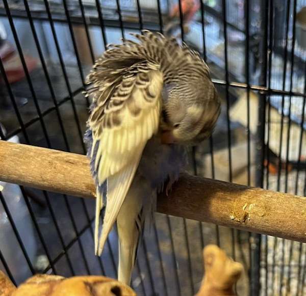 blue-budgerigar-parakeet-for-sale