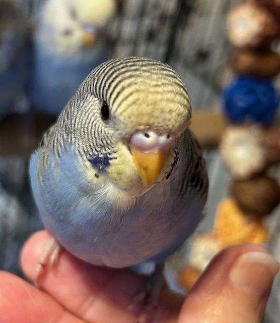 blue-bird-for-sale