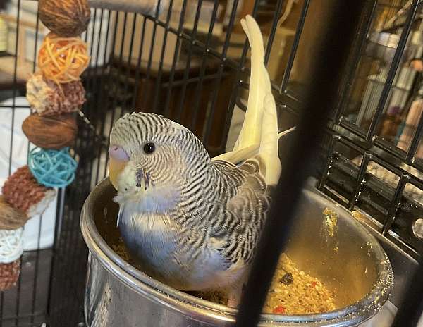 small-blue-bird-for-sale