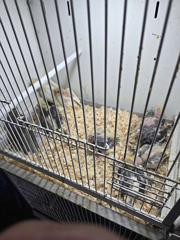 baby-bird-for-sale-in-perth-amboy-nj