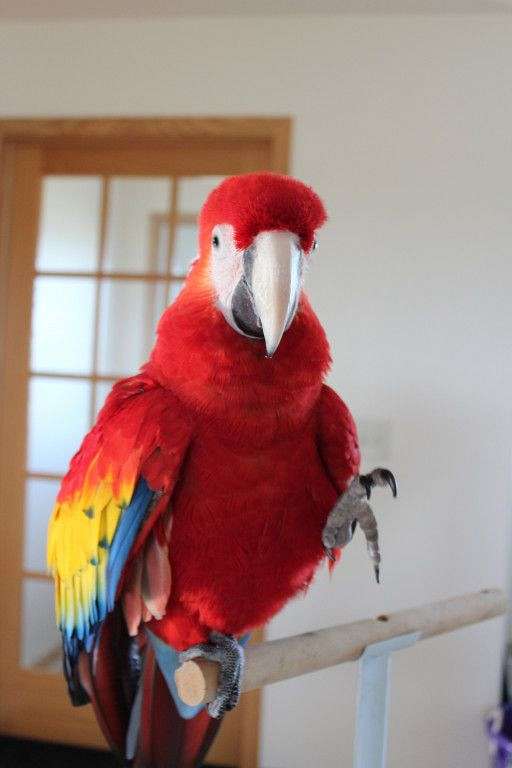 macaw-scarlet-macaw-for-sale-in-wisconsin