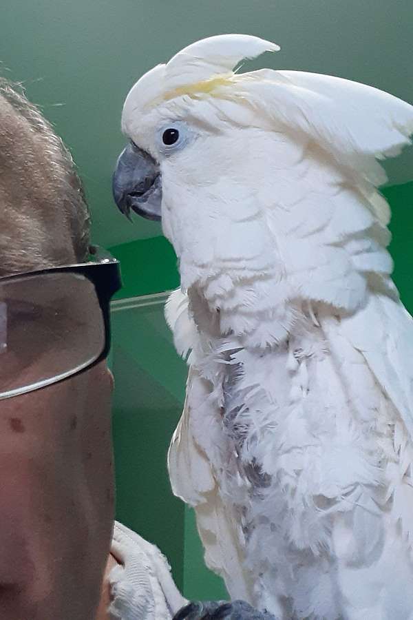 umbrella-cockatoo-for-sale-in-corfu-ny