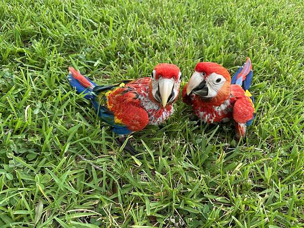 bird-for-sale-in-fleming-island-fl