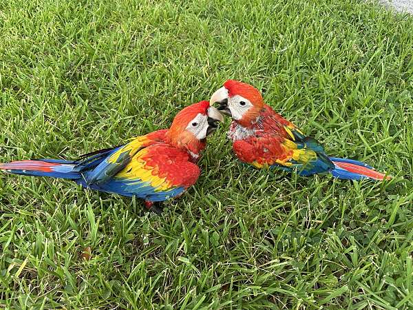 scarlet-macaw-for-sale